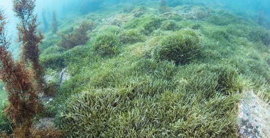 Seaweed2web