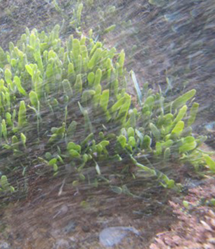 A small patch of Caulerpa brachypus growing in Blind Bay, Aotea Island (photo credit: NIWA)