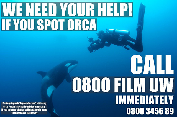 We need your help if you spot orca call 0800 3456 89 immediately