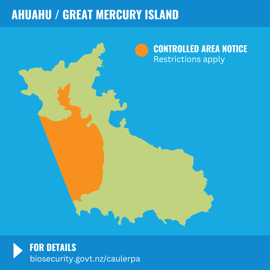 Great Mercury Island